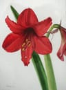 Amaryllis 的個人檔案照片